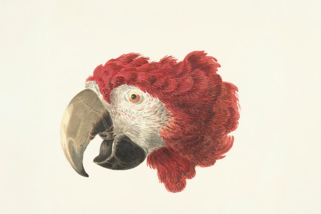 An illustration of a parrot's head, facing left in profile, against a plain, light background. The parrot has vibrant red feathers on its head, with some white and light grey plumage around its eye and lower face. It has a large, curved, dark grey beak with a lighter, almost bone-colored upper mandible. Its eye is orange with a dark pupil. The feathers appear textured with individual brushstrokes.
